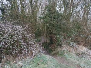 A glimpse into a frosty woodland.